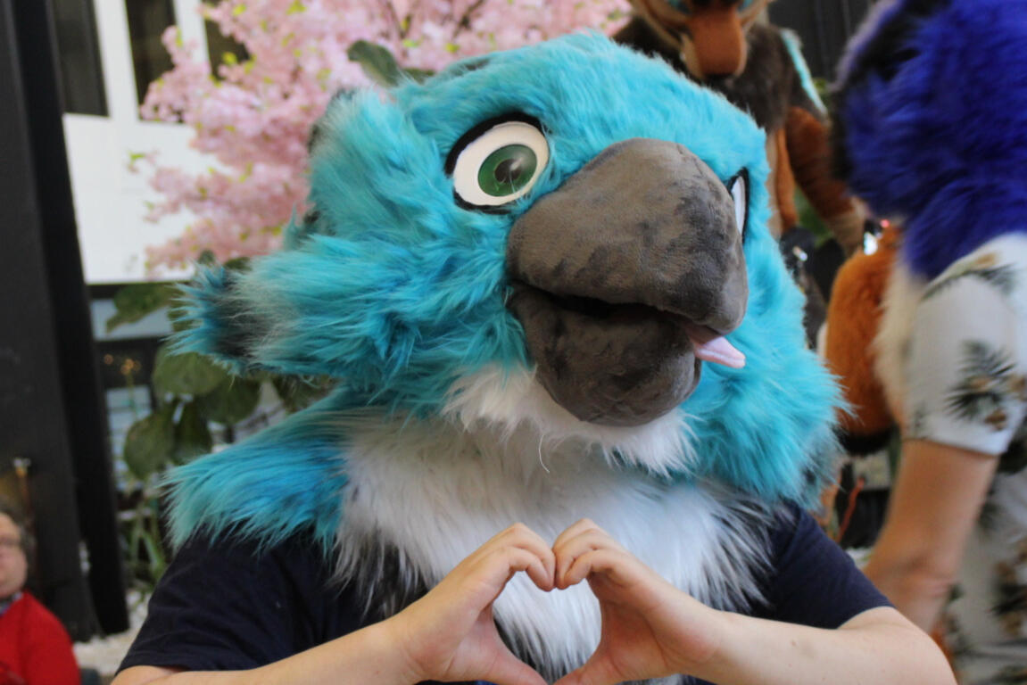 Bluejay Bluejay